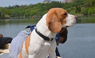 Hausbooturlaub mit Hund Hausbooturlaub - mit Hund unterwegs